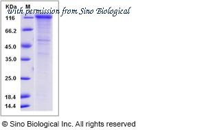 Sino Biological 80283-R08H image 1