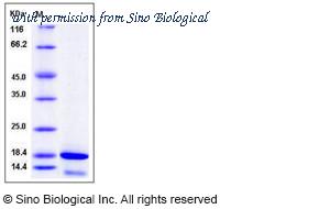 Sino Biological 12552-H08E image 1