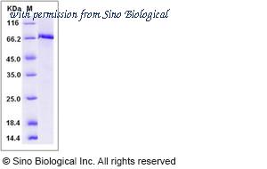 Sino Biological 10692-H20B1 image 1