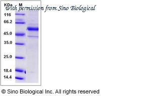 Sino Biological 11734-H07B1 image 1