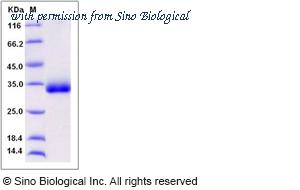 Sino Biological 80396-R08H image 1