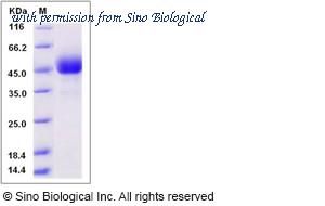 Sino Biological 90046-C02H image 1