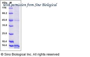 Sino Biological 10183-H08B image 1