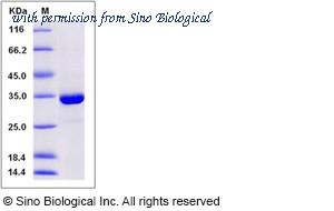 Sino Biological 11408-H07E image 1