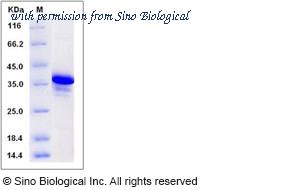 Sino Biological 13911-H09E image 1