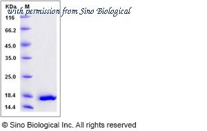 Sino Biological 13060-HNAE image 1