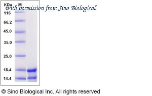 Sino Biological 13912-HNAE image 1
