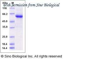 Sino Biological 13915-H02H image 1