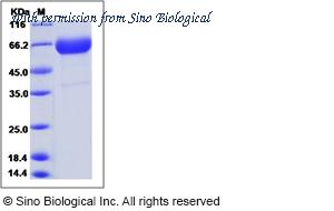 Sino Biological 80212-R01H image 1