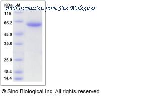 Sino Biological 10821-H01H image 1