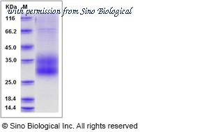 Sino Biological 13500-H08H image 1