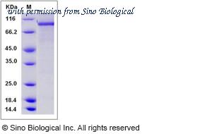 Sino Biological 13605-H20B image 1