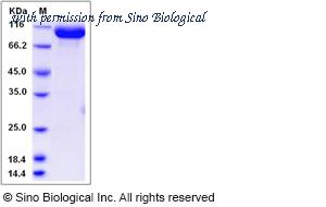 Sino Biological 80123-R02H image 1