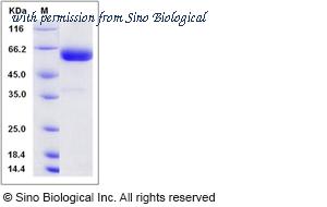 Sino Biological 80166-R01H image 1