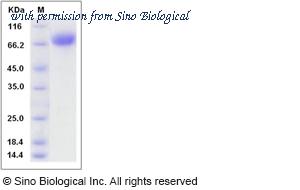 Sino Biological 80222-R08H image 1