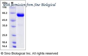 Sino Biological 80396-R02H image 1