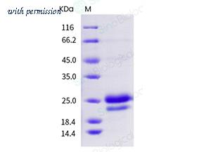 Sino Biological 11066-HNAH image 1