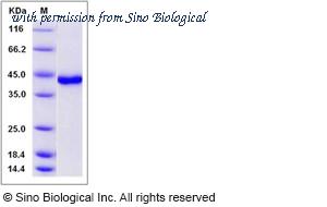 Sino Biological 12976-HNCB image 1
