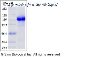 Sino Biological 13848-H02H image 1