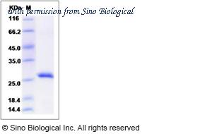 Sino Biological 50968-M08H image 1