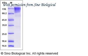 Sino Biological 80307-R02H image 1