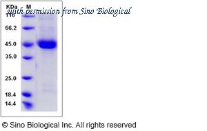 Sino Biological 80327-R08H image 1
