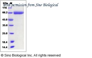 Sino Biological 80351-R02H image 1