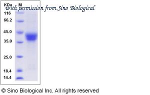 Sino Biological 80351-R08H image 1