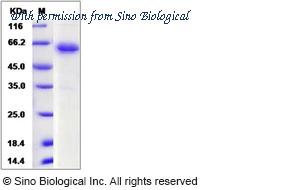 Sino Biological 80376-R02H image 1