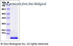 Sino Biological 10889-HNAE image 1