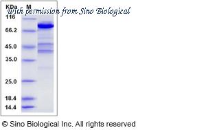 Sino Biological 12858-H07E image 1