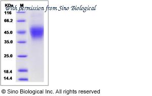 Sino Biological 13193-H08H image 1