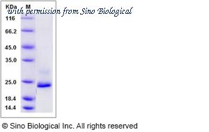 Sino Biological 13457-H08B image 1