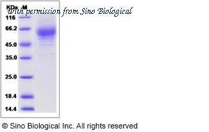 Sino Biological 80242-R08H image 1