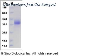 Sino Biological 80334-R08H image 1