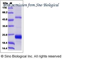 Sino Biological 63004-ZNAB image 1