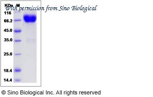 Sino Biological 80184-R02H image 1