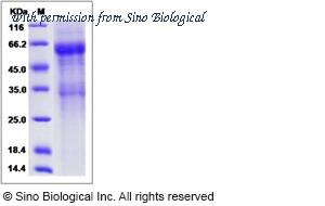 Sino Biological 80187-R02H image 1