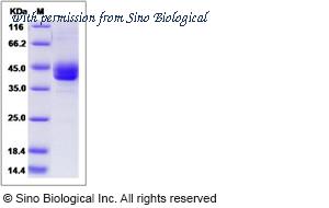 Sino Biological 80299-R02H image 1