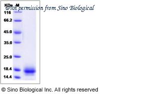 Sino Biological 80299-R08H image 1