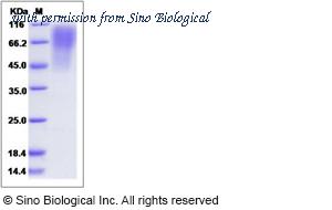 Sino Biological 80307-R08H image 1