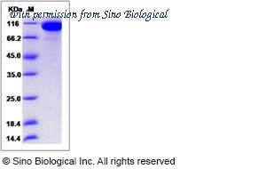 Sino Biological 80320-R08H image 1
