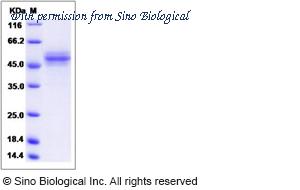 Sino Biological 80325-R02H image 1