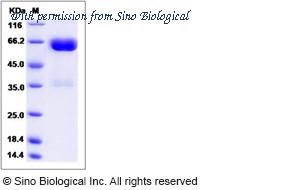 Sino Biological 80334-R02H image 1