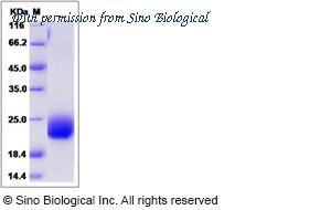 Sino Biological 13274-H08H image 1