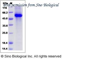 Sino Biological 13277-H08H image 1
