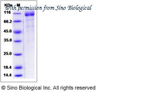 Sino Biological 13549-H02H image 1