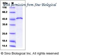 Sino Biological 13923-H20B image 1