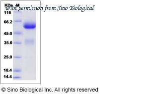 Sino Biological 13928-H02H image 1