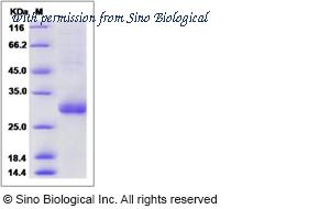 Sino Biological 13302-H08H image 1